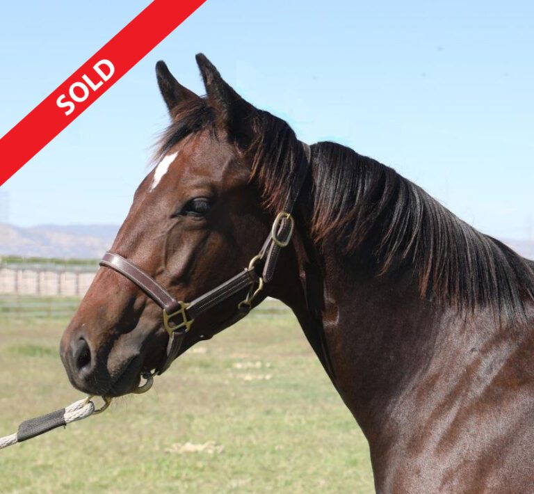 Smokin-Uno-Head-10.01.22-Sold-768x710