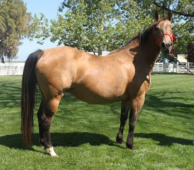 broodmare-7-2