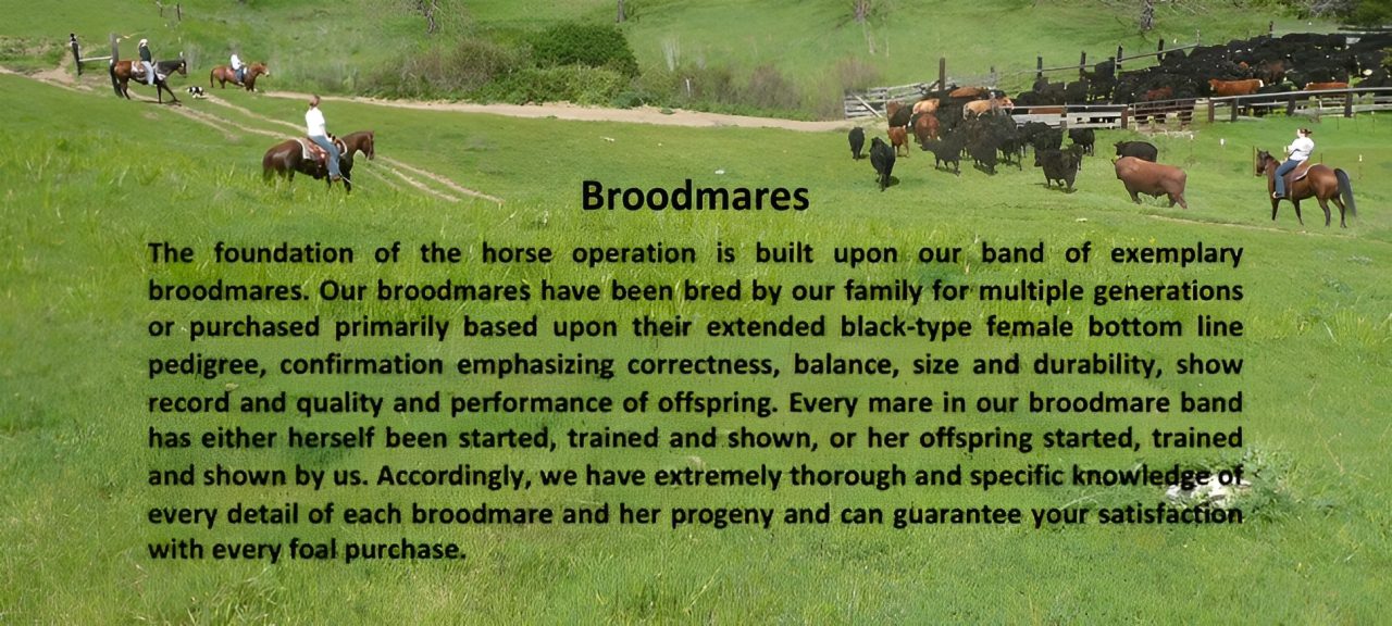 broodmares