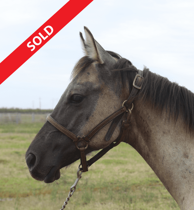 Grulla Rein Maker Sold Face