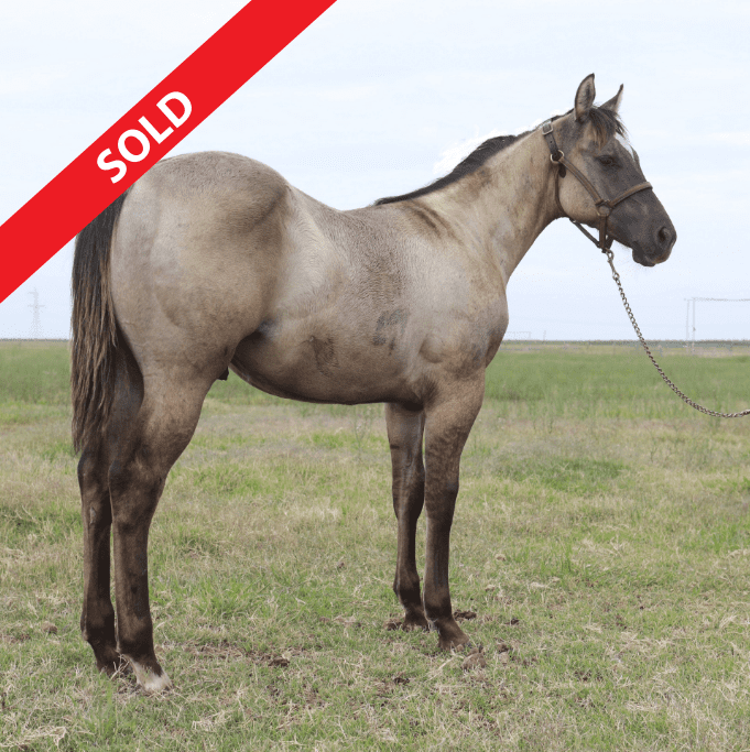 Grulla Rein Maker Sold RS