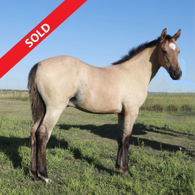 Gunners Rein Maker RS Sold