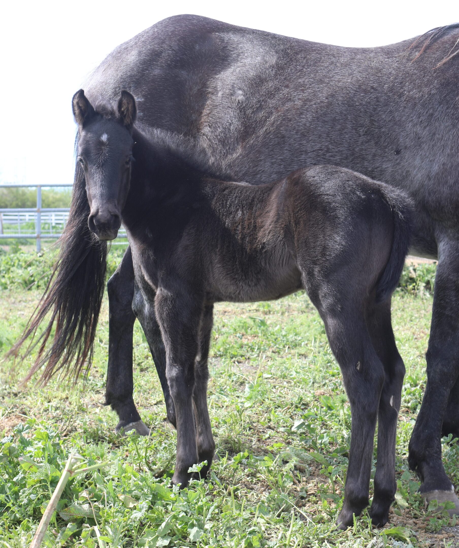 Smokin Black Lava LS