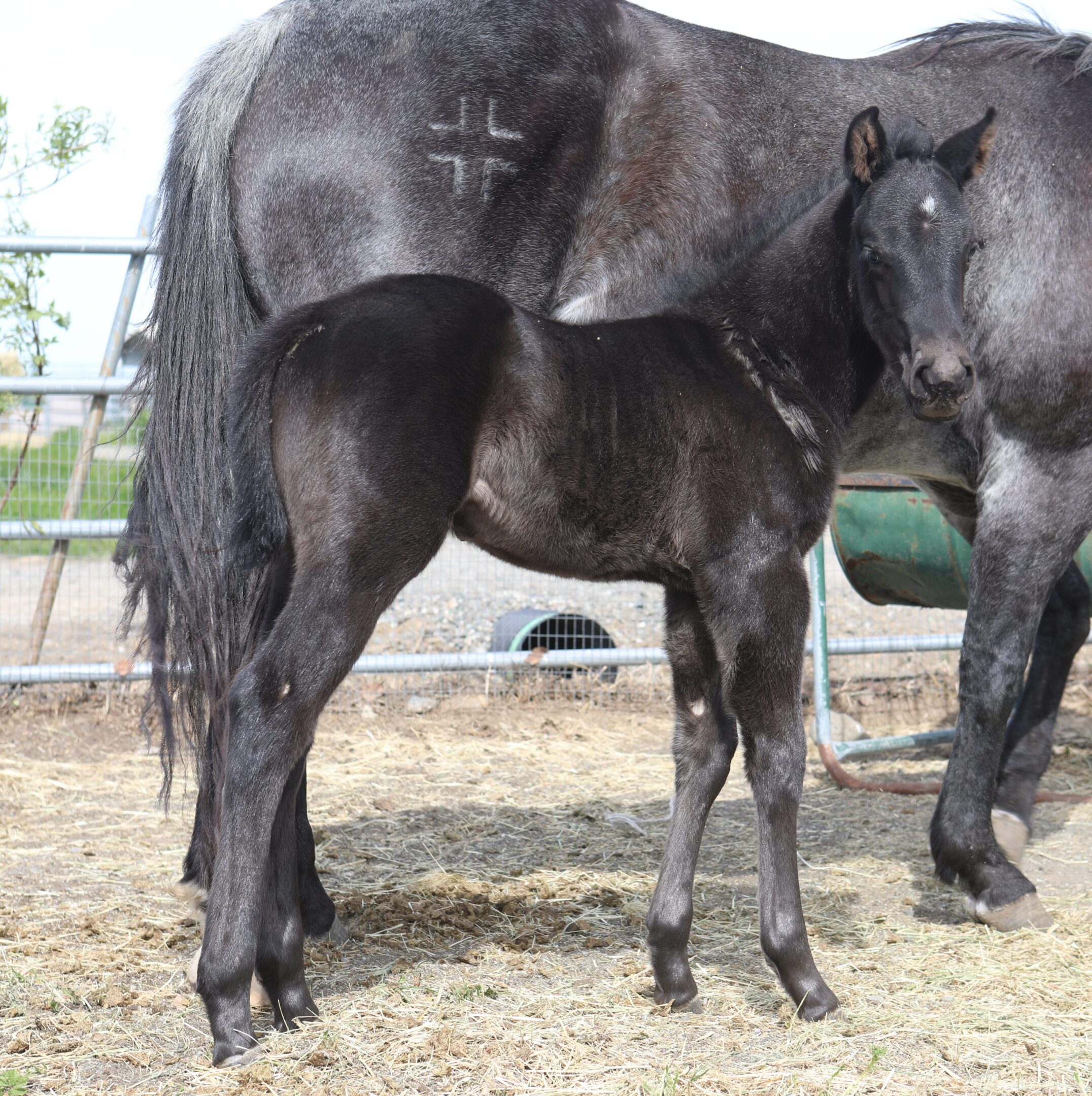 Smokin Black Lava RS