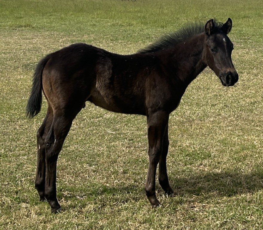 Smokin Black Lava RS 04.22.26
