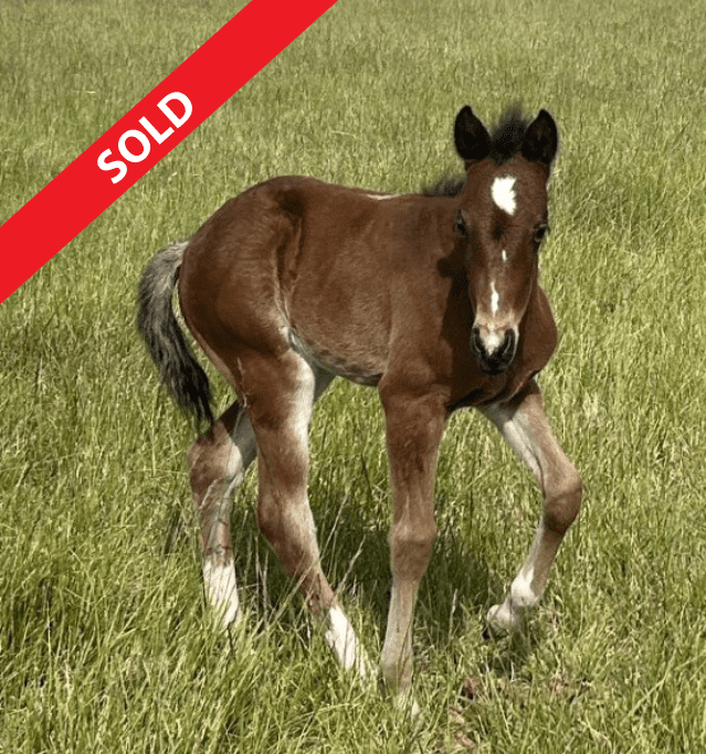 Catty Boone Dancer RS1 Sold