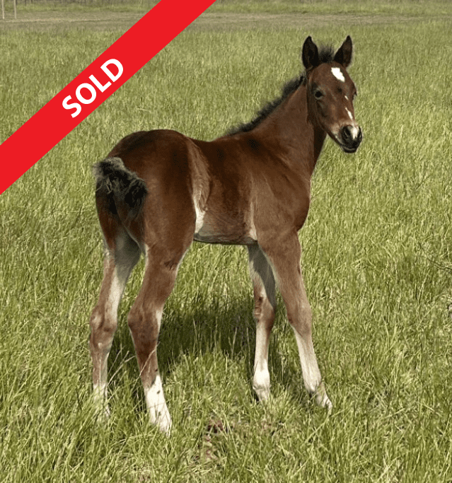 Catty Boone Dancer RS2 Sold