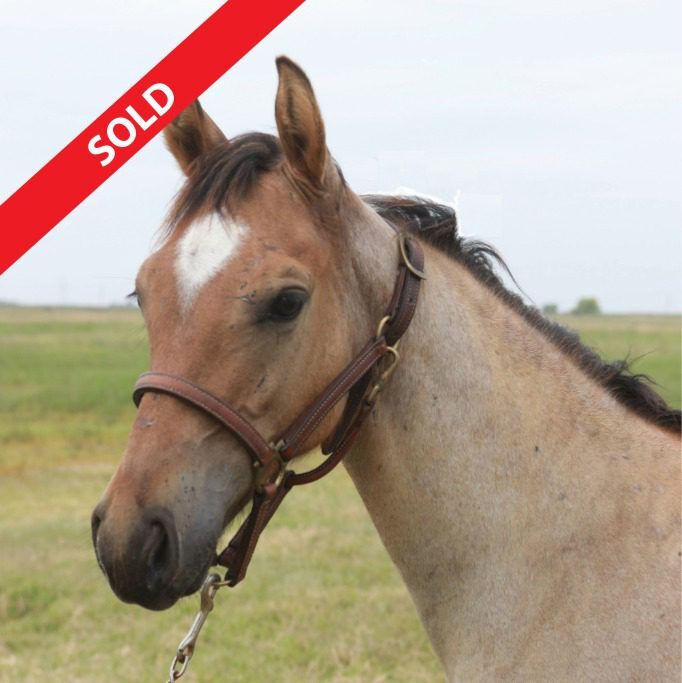 Gunners Rein Maker Sold LS